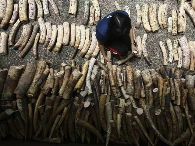 為愛發聲丨 德利豐家居“關愛大象媒體聯盟”關(圖8)